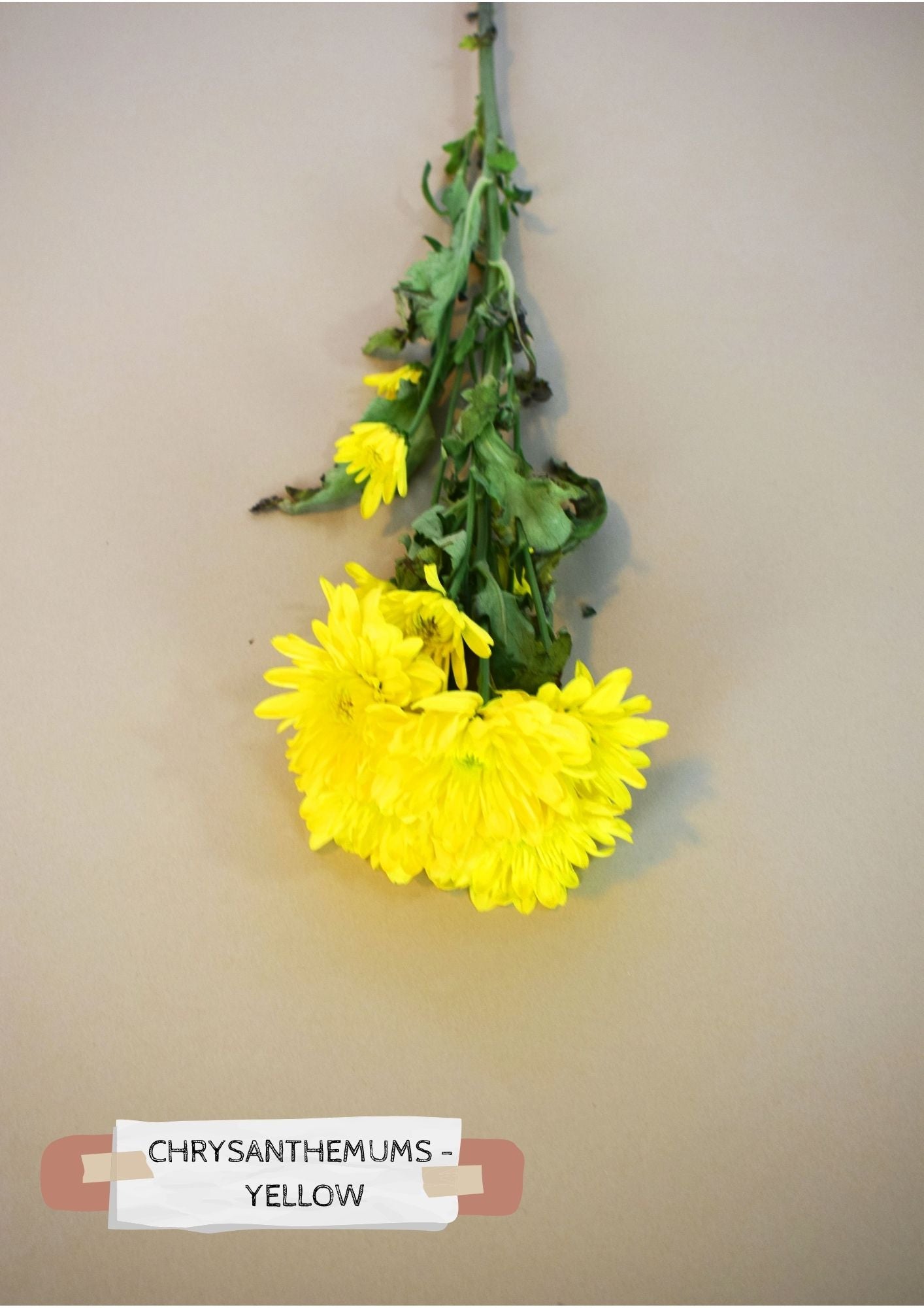Chrysanthemum - Yellow