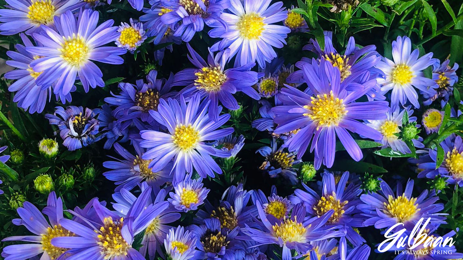How to Care for Your Potted Perennial Aster – Gulbaan