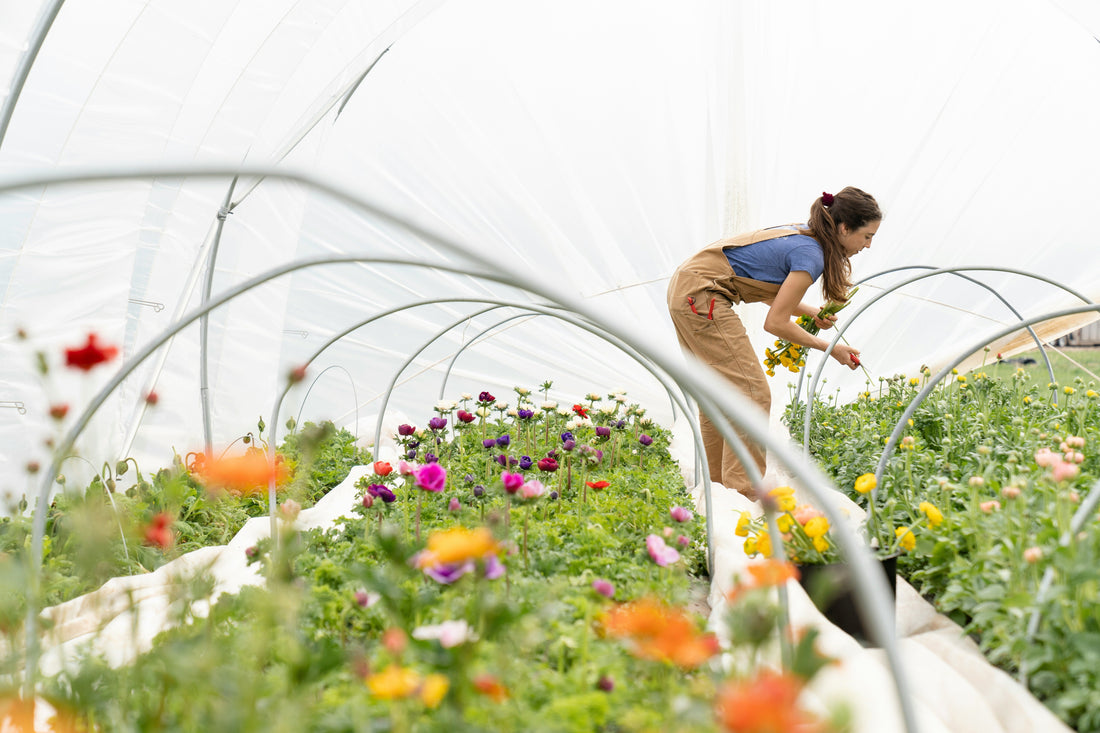 Sustainable Flower Gifting: How Gulbaan Does Farm-to-Door