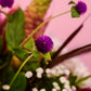 Petal Poetry