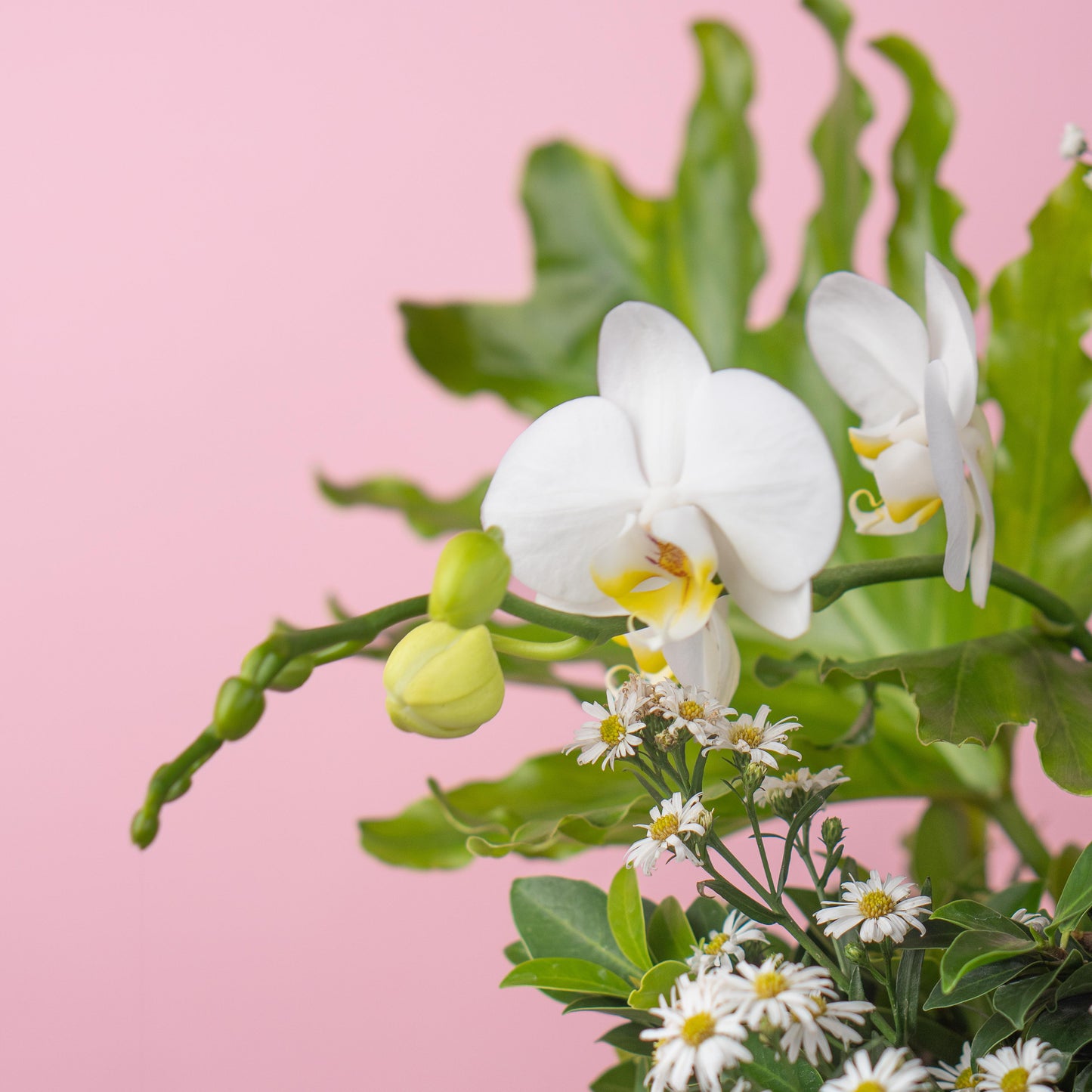 Orchid Delight