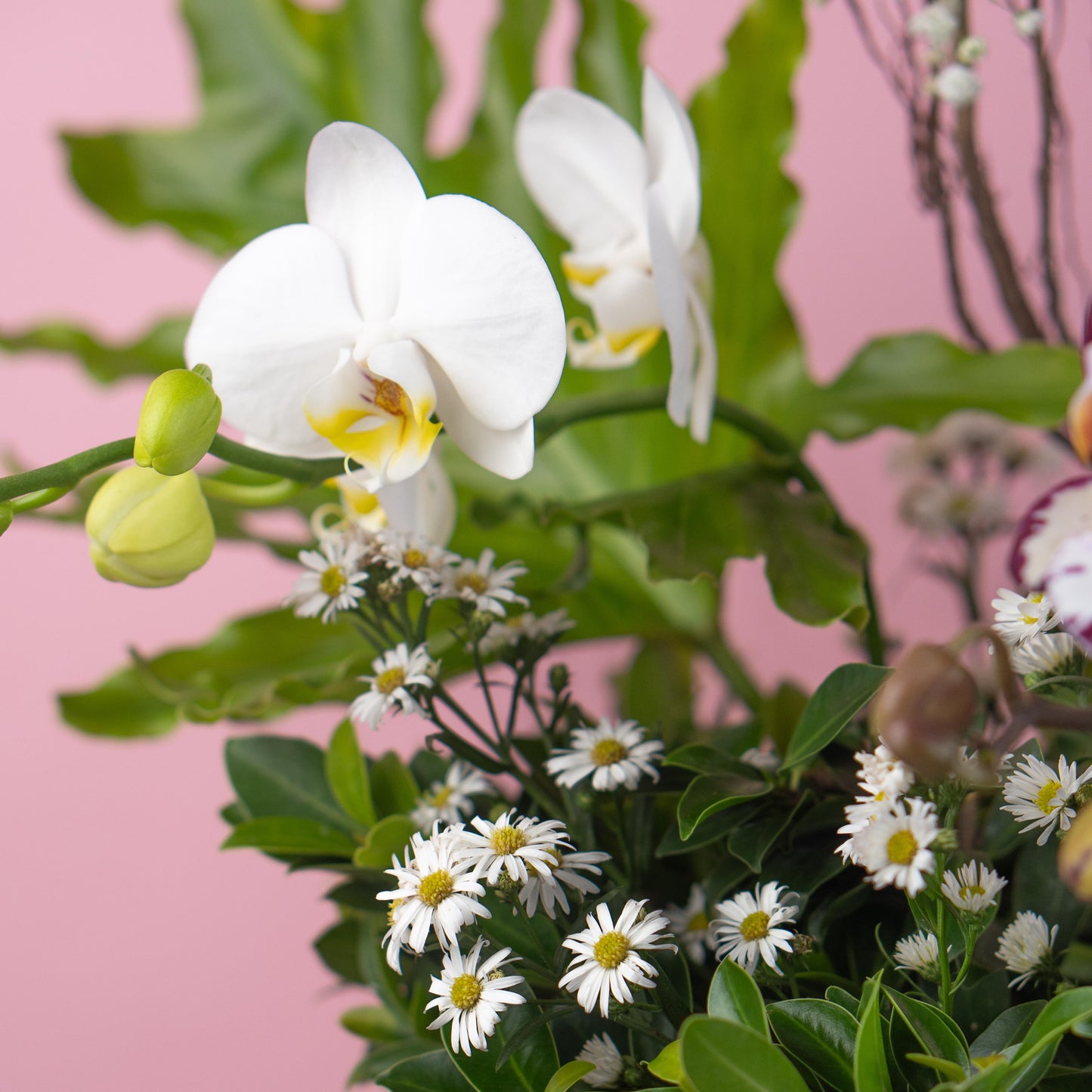 Orchid Delight