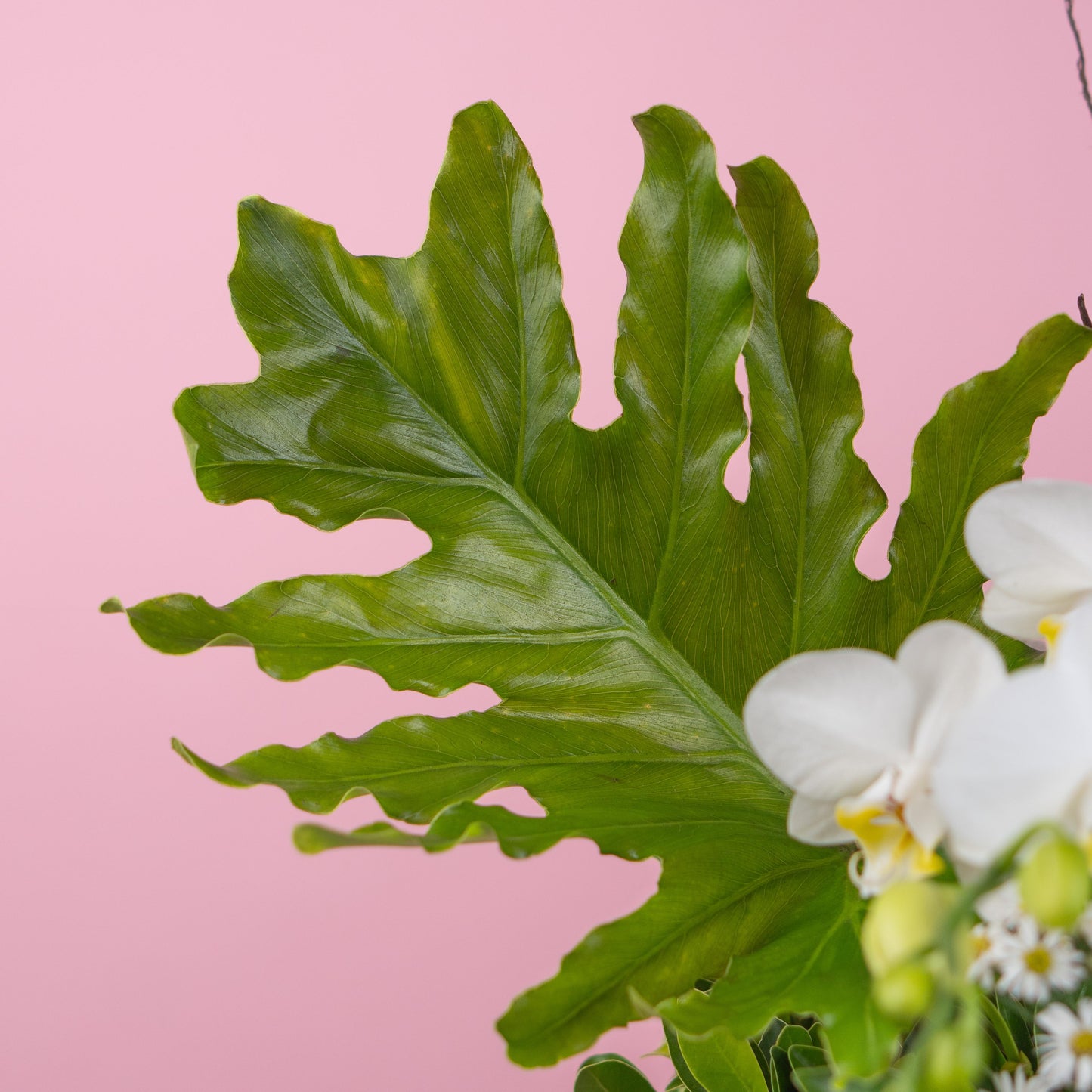 Orchid Delight