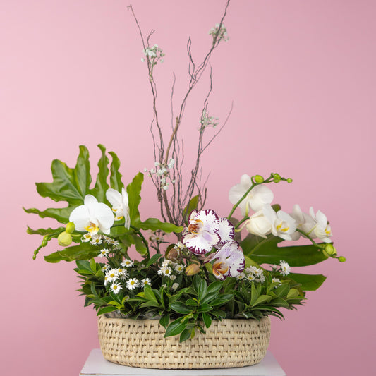 Orchid Delight