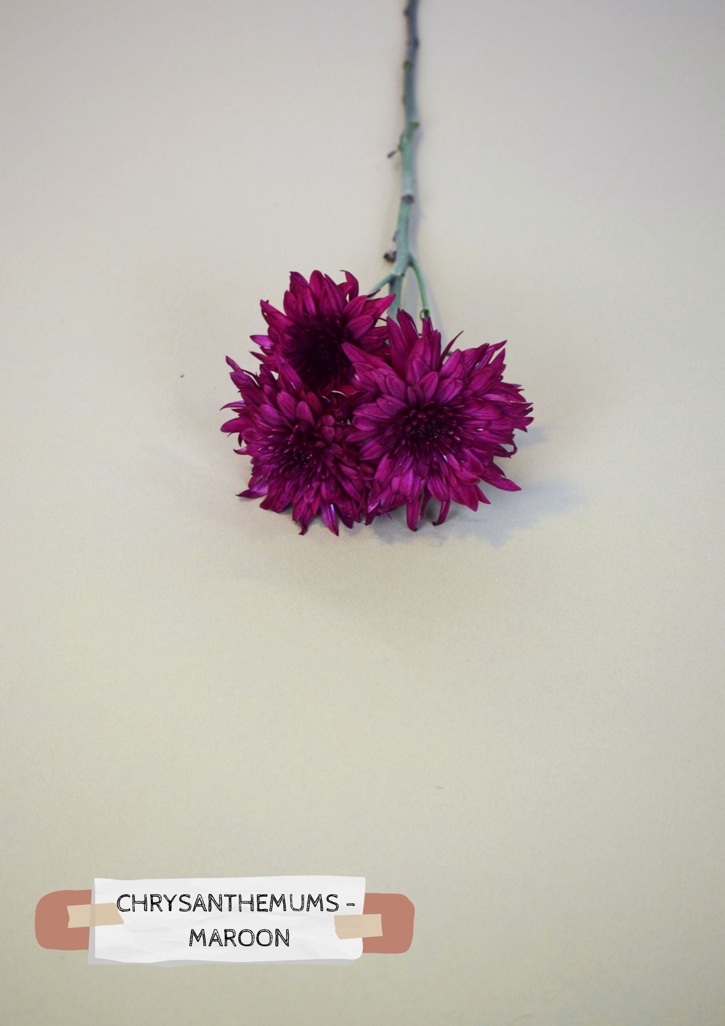 Chrysanthemum - Maroon