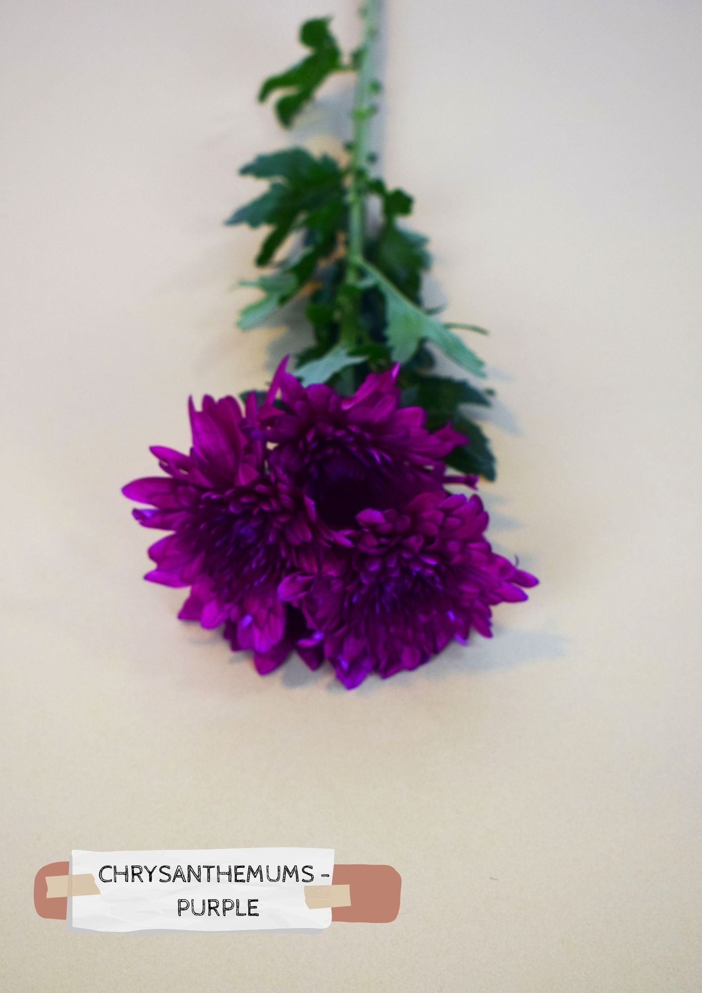 Chrysanthemum - Purple