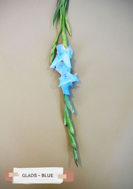 Glads - Blue