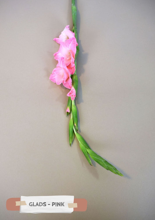Glads - Pink