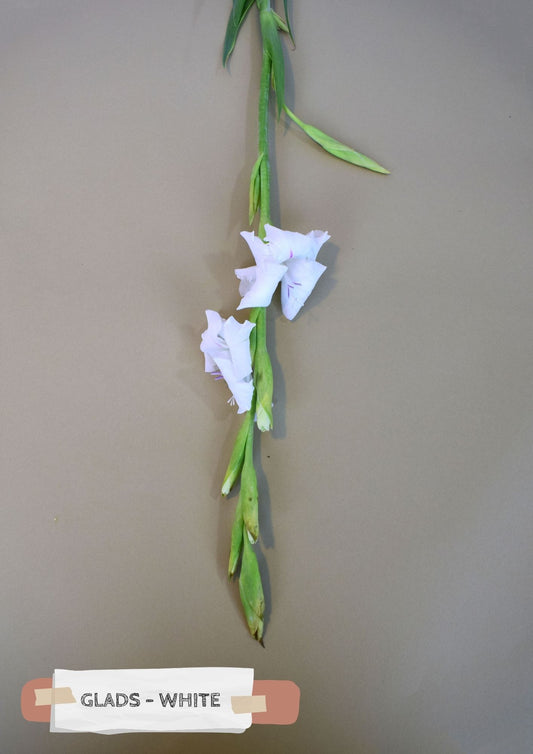Glads - White